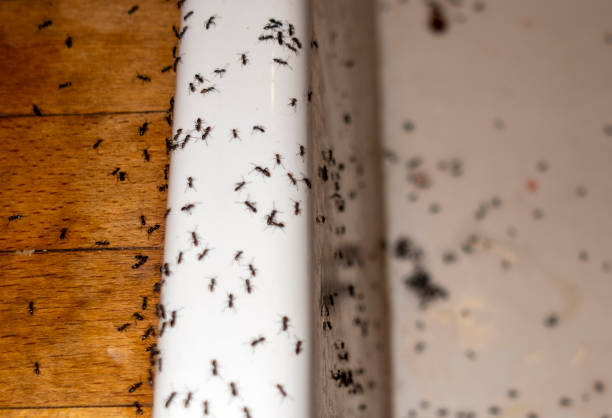 Spider Control Near Me in Winooski, VT